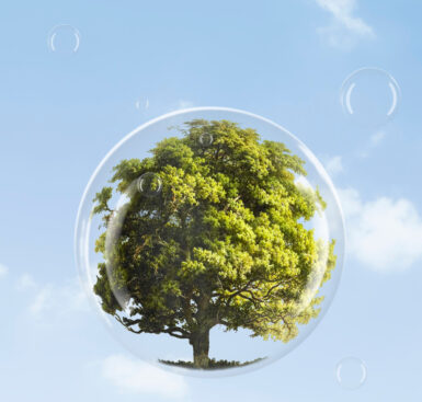 Environnement arbre ciel