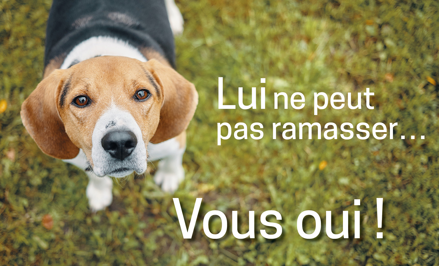 affiche déjections canines